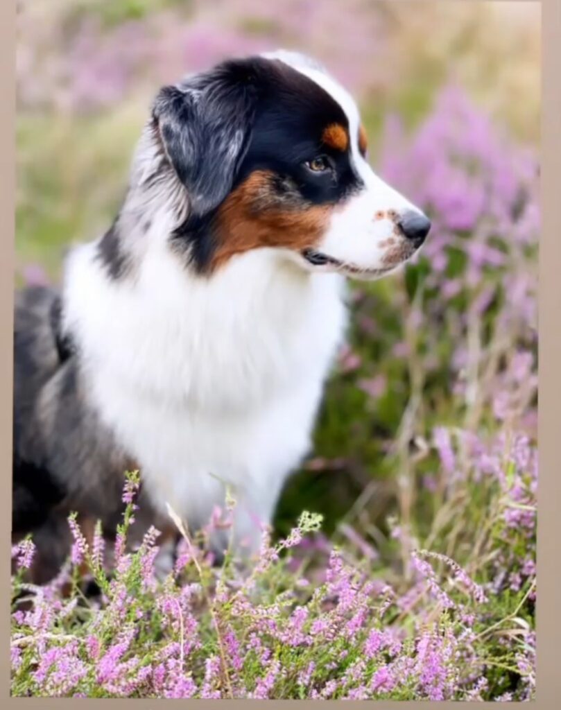 Vill du dela med dig dina bästa bilder på din Miniature American Shepherd?